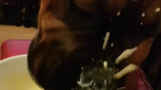 Dog's First Time Eating Custard