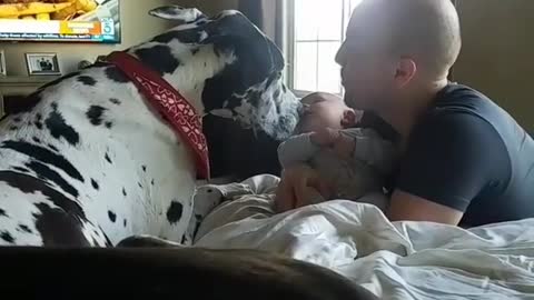 Gentle Great Dane introduced to newborn baby