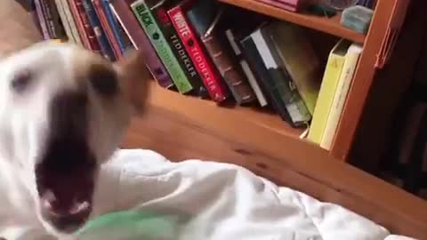 Chihuahua hates green fidget spinner