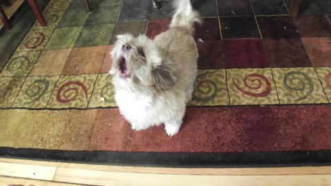Puppy's Happy Screams Are Both Awkward And Hilarious