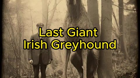 Real or Fake? Last Giant Irish Greyhound 1902!