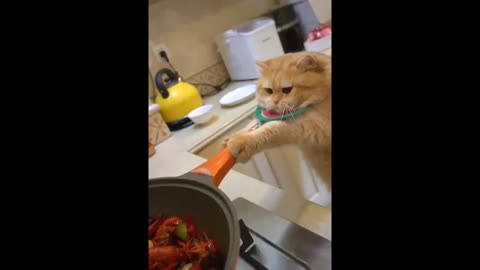Cats make lobsters.