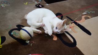 You Won't Believe How Excited This Kitten is at His First Birthday Party