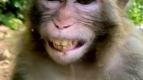Monkey Laughing – Funny Animal Video 😂