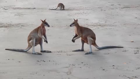 Kangaroo Fight on the beach of Cape Hillsborough.