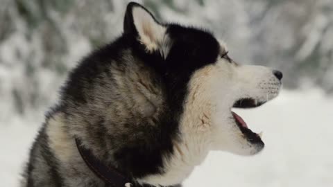 a Siberian husky with blue eyes looking directly into the camera. Howl sing a song