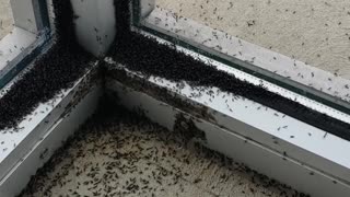 Massive Midge Invasion