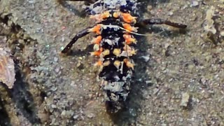 Asian ladybird larva / beautiful insect in nature.