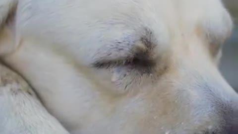 DOG SAVE BLIND MAN LIFE