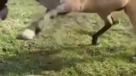 Horse almost dies of fright