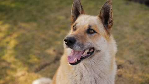 Portrait of a happy dog in nature at sunny day