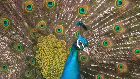 Beautiful Peacock