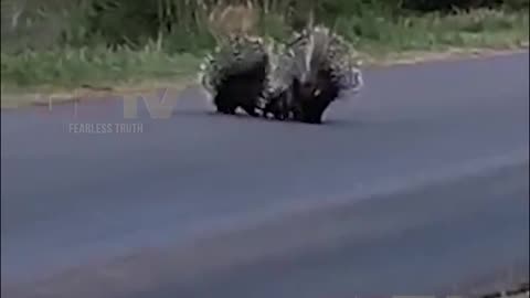 Porcupine Parents Protecting Their Cub From Leopard #shorts #viral #shortsvideo #video