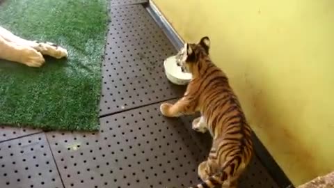 video of how they share a tiger cub and a lion at home
