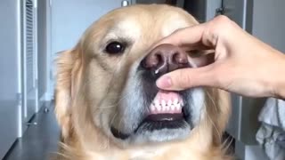 Funny Golden Retriever Makes Hilarious Faces With The Help Of His Owner