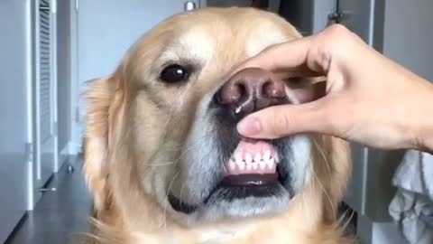 Funny Golden Retriever Makes Hilarious Faces With The Help Of His Owner