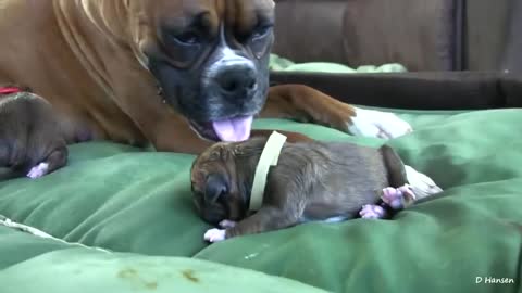 Amazing! Dog gives birth whilst standing!