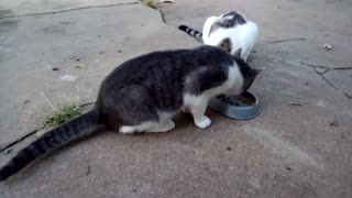 These cats are hungry