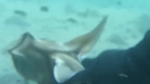 Baby shark rescued from fishing hook by hero diver 🦈