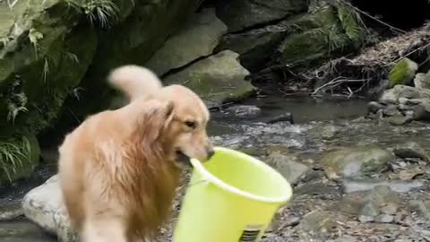 a very clever and friendly dog video