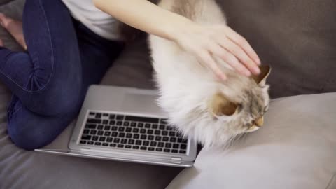 Unrecognizable girl is working on laptop on sofa while cat is disturbing her to caress