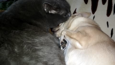 The love relations of a cat mother and dog child from Russia!