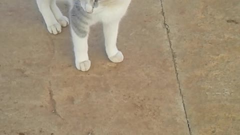 Watch the reaction of a cat approaching me as I walk away from it(party 2