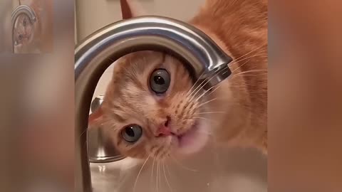 The cat is drinking water