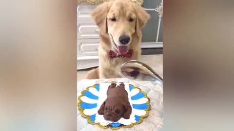 Dog Reaction to Cutting Cake very funny🤣 - Funny Dog Cake Reaction Compilation | Pets House