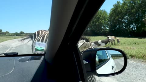 zebra hits car mirror