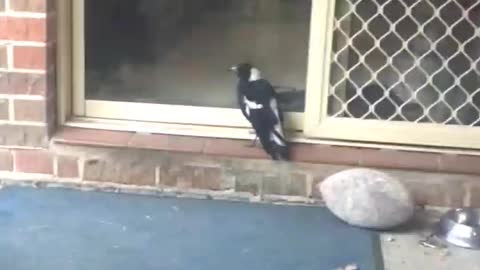 Magpie at the Door Whines Like a Dog