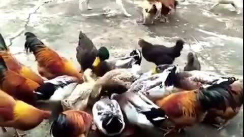 comedy Dog Fight Chicken Videos