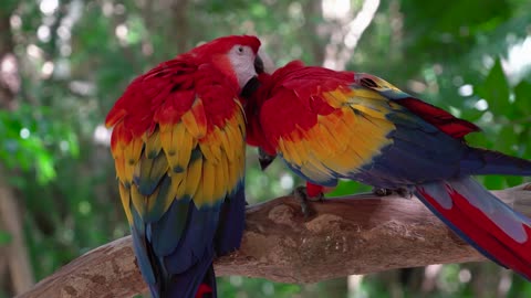 Parrot Bird Macaw Feathers Pet Wildlife Wings