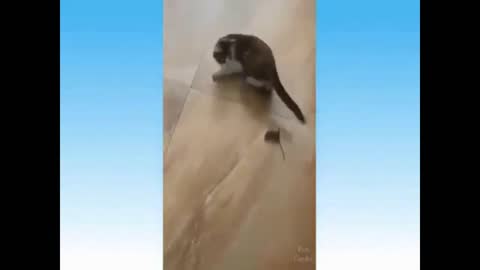 AMAZING the courage of that mouse haha- Funny mice- Funny cats