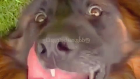 Dog Funny Cat Videos to Keep You Smiling! 🐱