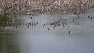 Wilsons Phalarope at Marshwren community wetlands