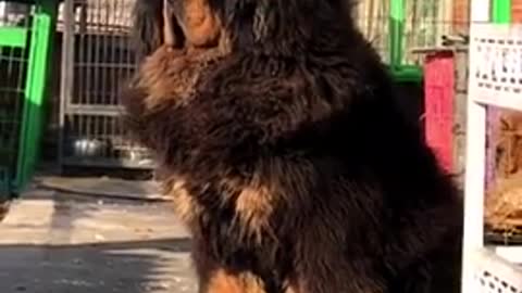 Chinese mastiff Dog