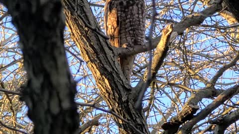 Lakeshore great horned owl