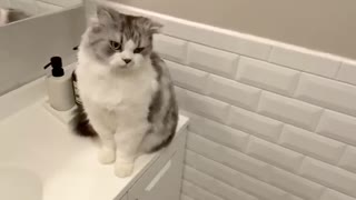 Spoiled Cat Literally Begs To Be Brushed