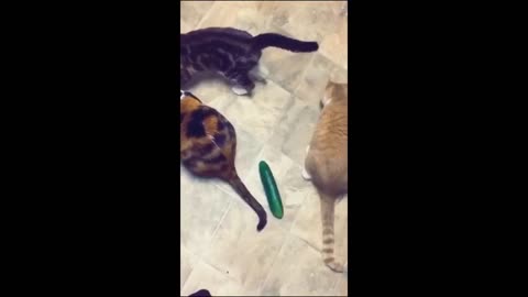 Funny pet video