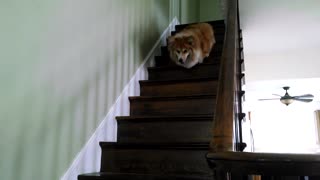 Peludo Corgi necesita practicar el descenso de escaleras