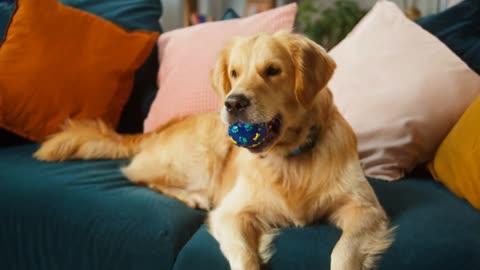 Golden retriever catching ball close-up. Dog lying on sofa in living room