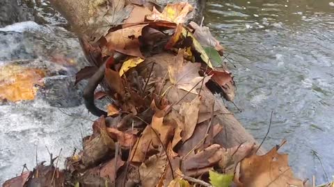 Stream Flowing Beneath Fallen Tree Log Autumn Mountain Scenic Nature View Sounds of Water ASMR Noise