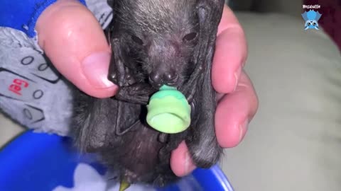 Rescuing a baby bat on powerlines & an adult on a golf course Grey Goose & Golf