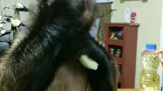 Capuchin monkey loves celery