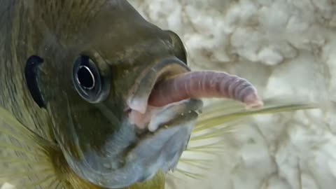 Blue Gill Bites More than He Can Chew