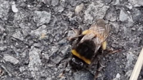 Beautiful Bee Walking On Ground