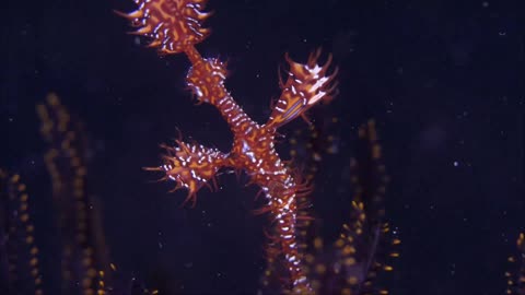 Strange little creatures under the sea!