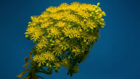 Yellow flower open beautifully