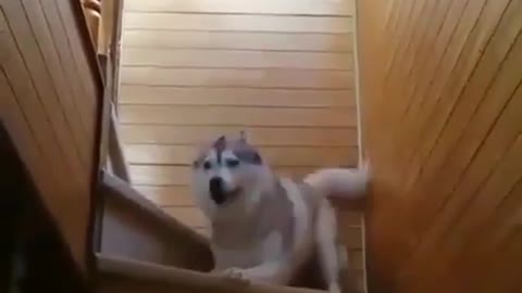 A dog coming down the stairs.